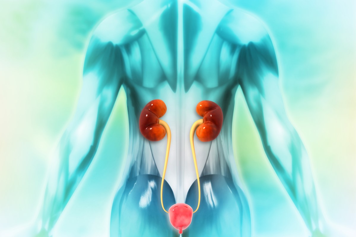 O sistema urinário do corpo humano. Fonte: Getty Images Sistema urinário